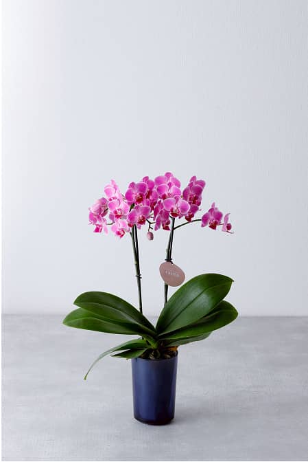 鮮やかなピンクの胡蝶蘭が黒い鉢に植えられたシンプルなフラワーギフト。
