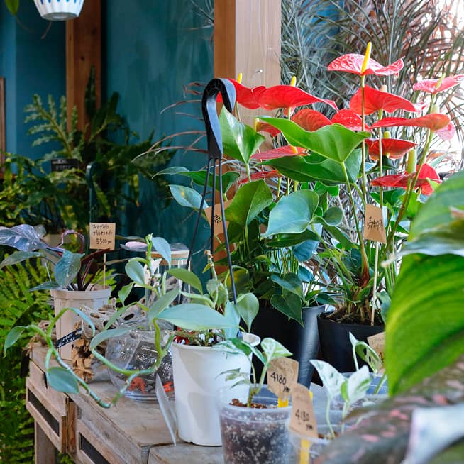 さまざまな種類の観葉植物が並ぶ『はなも』店内の棚。赤いアンスリウムや個性的な葉の植物が彩りを添える